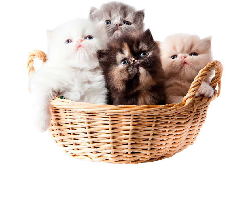 Filhote da raça Cane Corso Preto